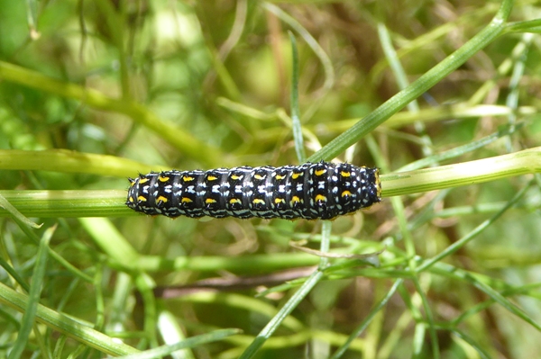 3 Papilio hospiton